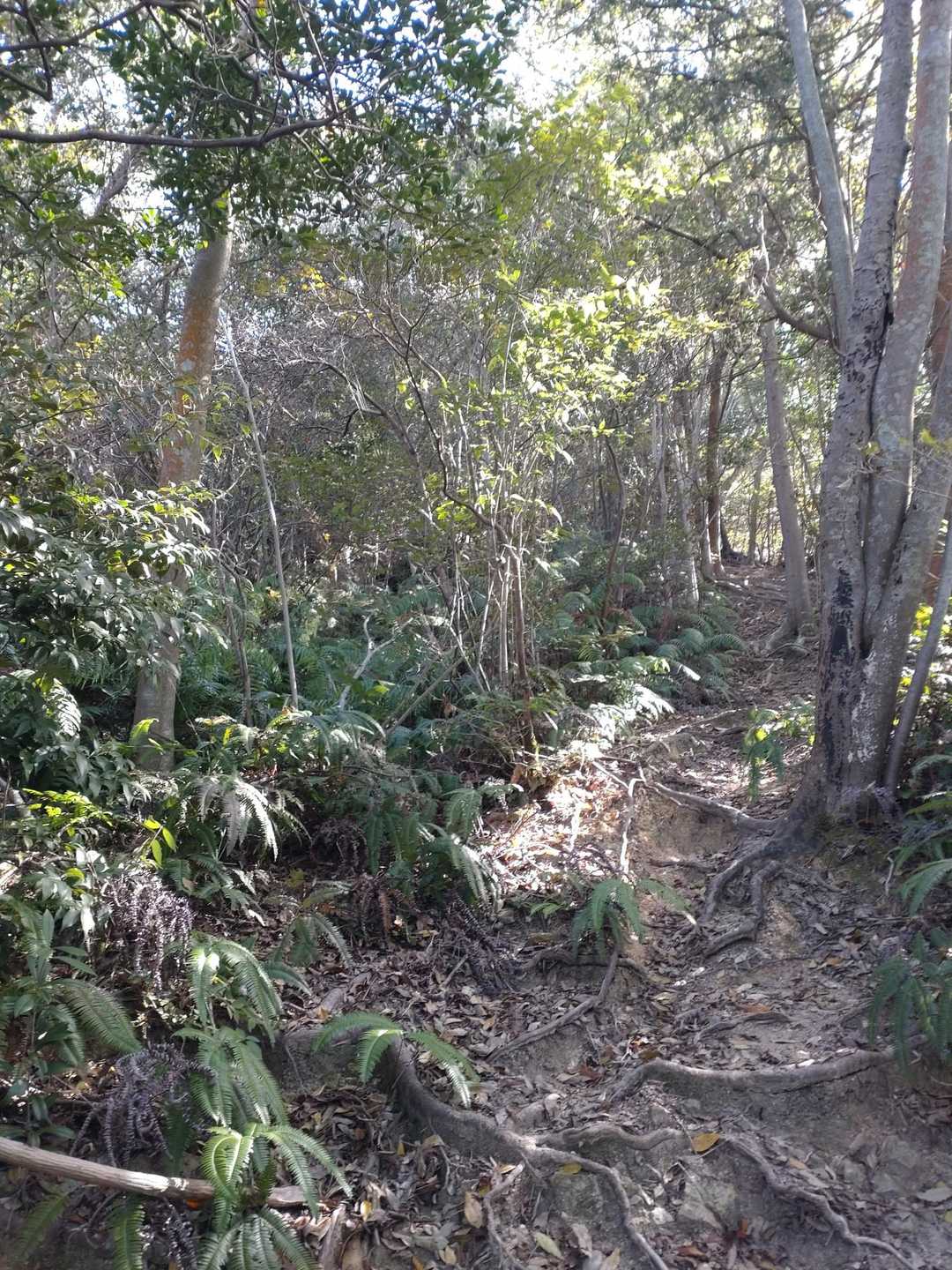 花ヶ岳 往復コースの写真