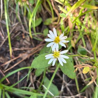 登り返しがキツそうだったので
山中湖まで出ようか迷いましたが、
頑張って平尾山の少し先の
分岐点まで戻りました💪