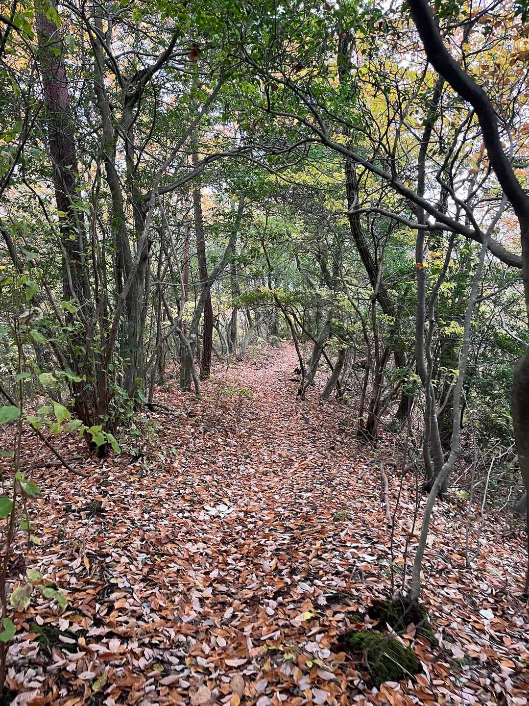 いい尾根道です🍂