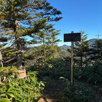 ここに山頂標識。三角点、地図上の山頂、山頂標識の位置は一致していないので要注意⚠️