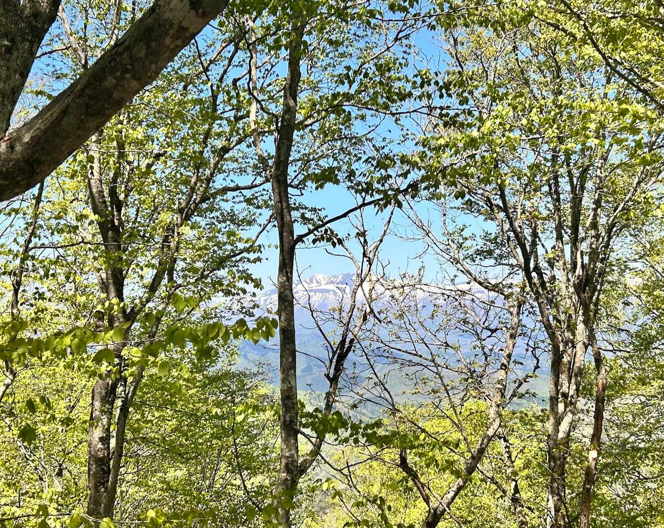 樹木の間からチラチラと秋田駒ヶ岳🏔️✨