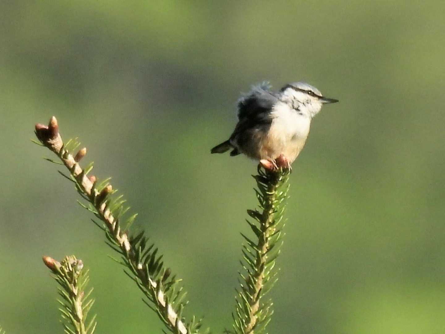 ゴジュウカラ😊