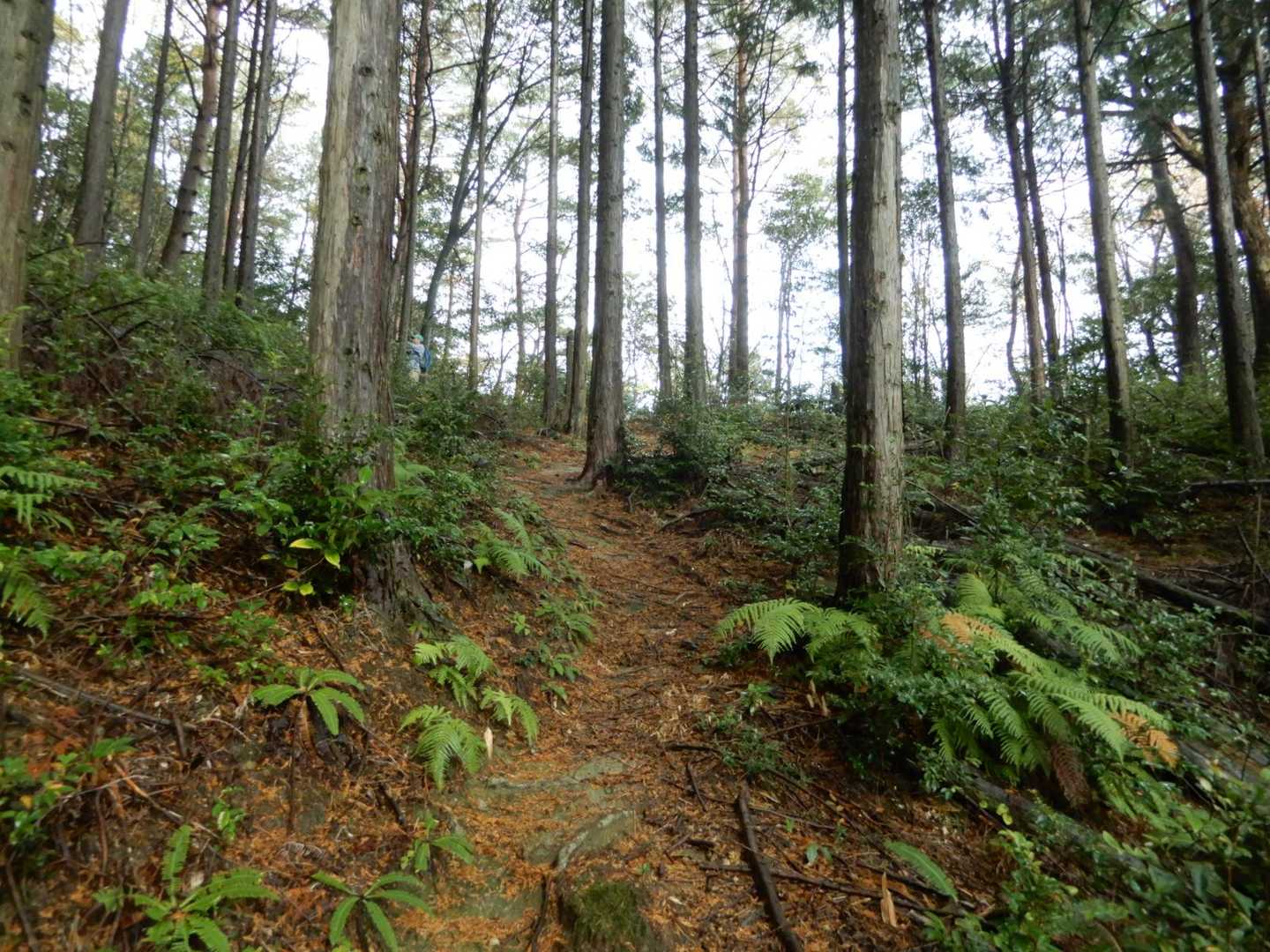 歩きやすい登山道であるが・・・
