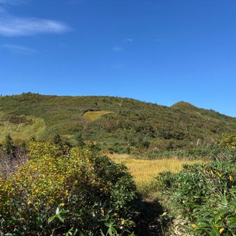 巻倉山への登り返しw