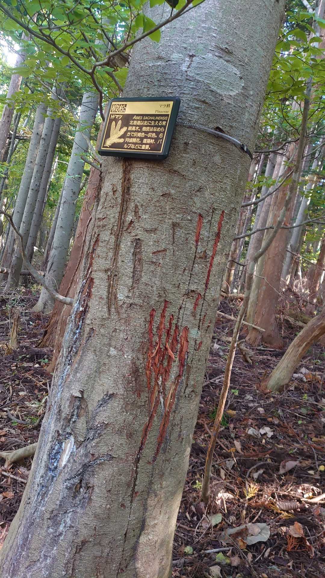 いつ頃の爪の後？最近の？