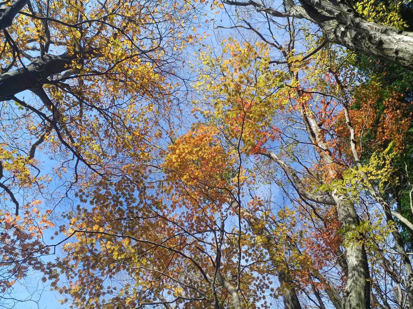 まだ、紅葉、残ってるやん