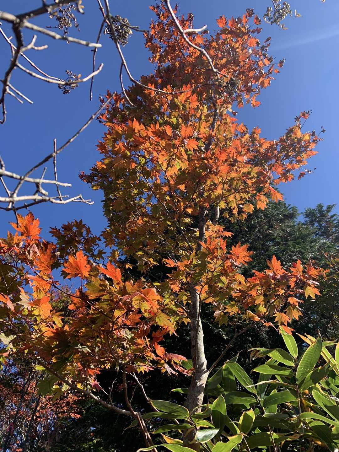 白草山登山口-白草山 周回コースの写真