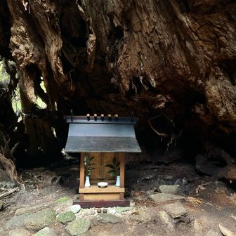 ウィルソン株内の祠ウィルソン株内の祠