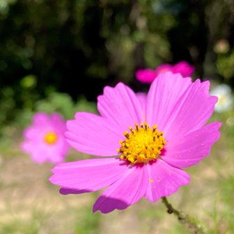 チャッピーに聞くとコスモスだと…
花音痴はコスモスも分からない😅