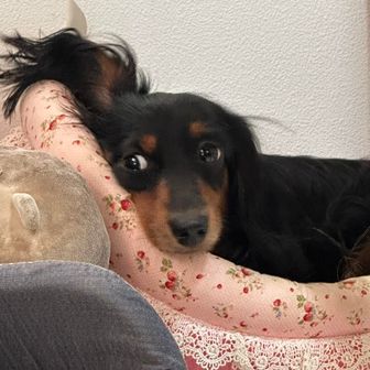 りゅうほのマミ