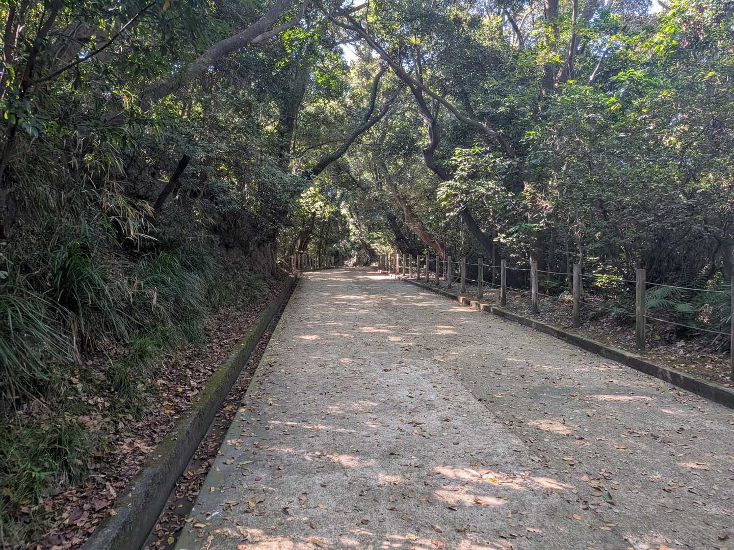 セミが大合唱。まだ夏。