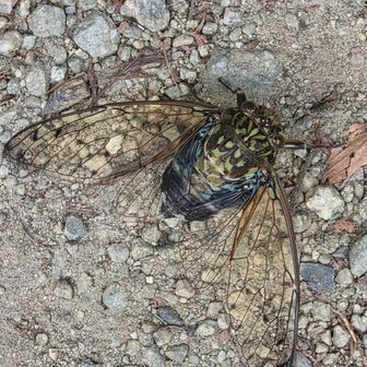 ミンミンゼミ！こんな近くで見るの初めて！バタバタしてたので、寿命かも…