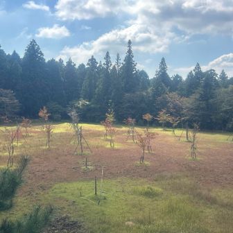 ほんのり紅葉🍁