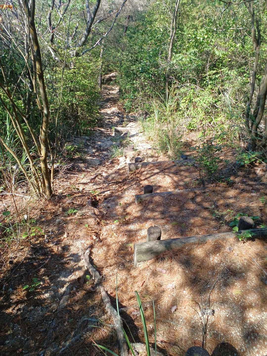 しばらくすると回復✨️したので、上山の
山頂▲を経由して下山する。今の体調…
クライミングコースを下りるのは止めた💦