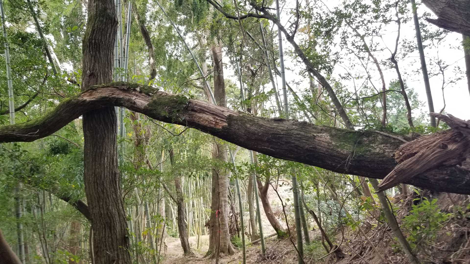 ゆうこさん、これは切るのはやめときましょう　😱