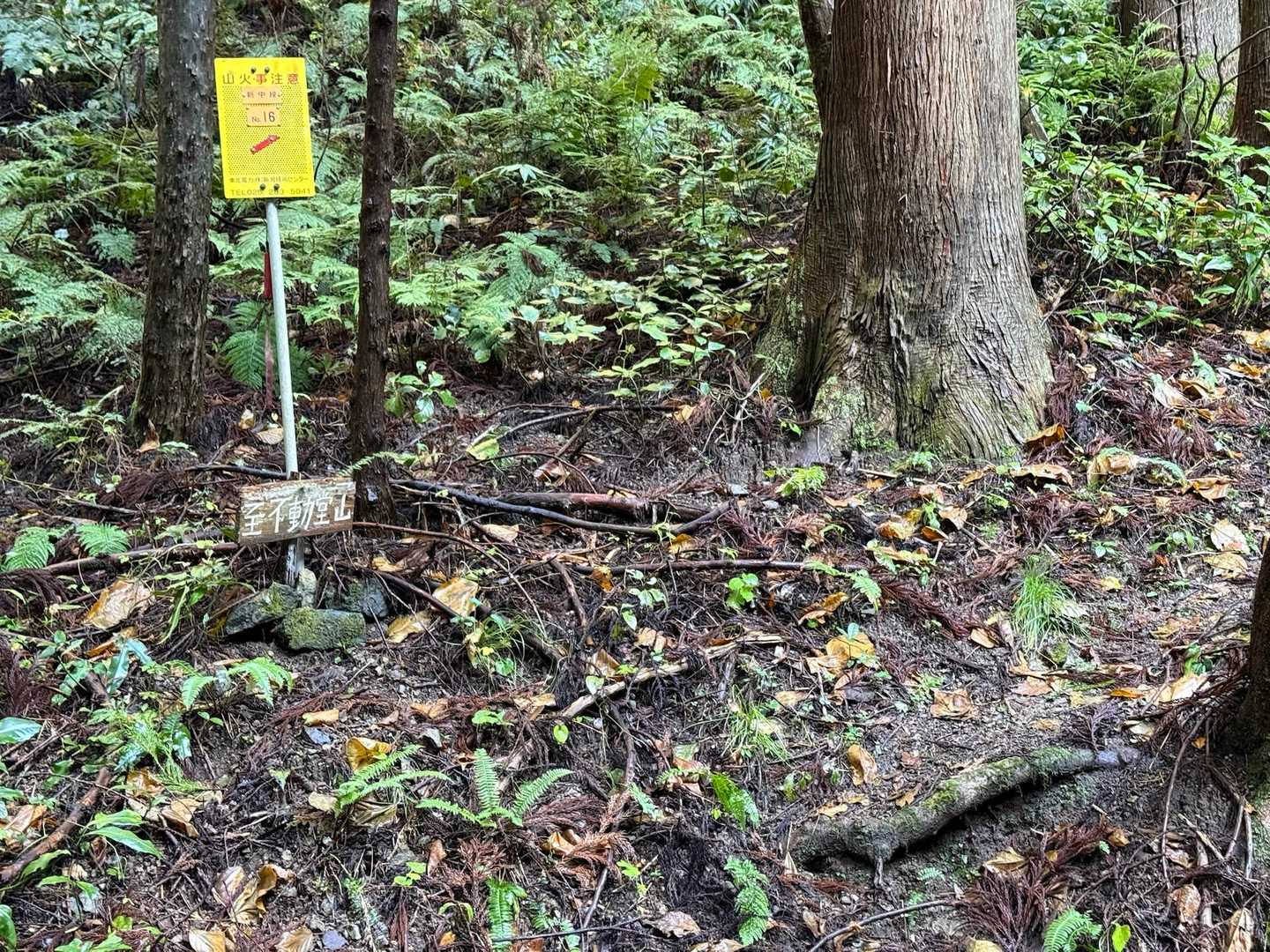 登り口です
少し林道行き過ぎました笑