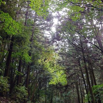 げざ〰ん🙌
一度も滑らずに下りました🤭
福岡県の低山歩きの『上』を仕入れたので調べたら、５箇所登ってないので、今後攻めたいと思います😊
