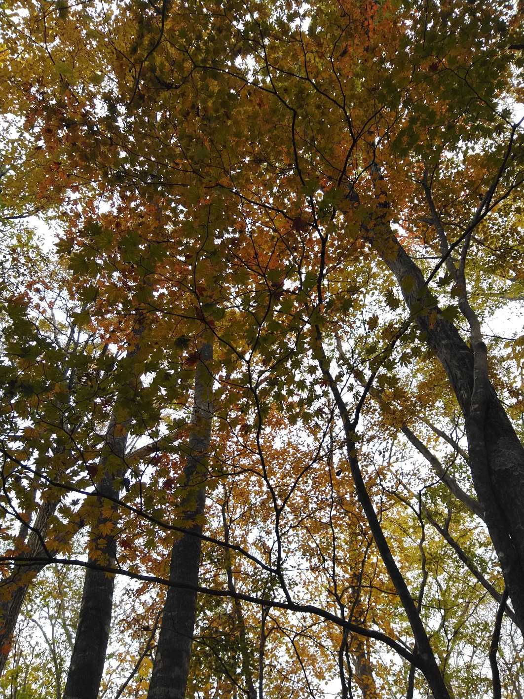 50_紅葉🍁のタイミングもバッチリ！
筒賀側から登ってきて本当によかった🤩🎵