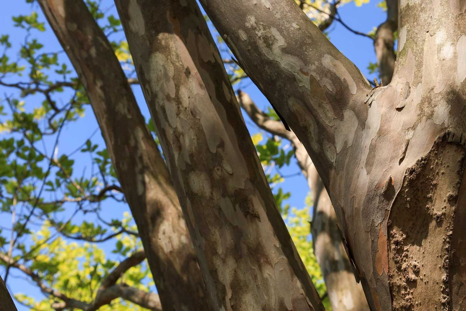 迷彩模様🌳