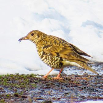 
それにしても本当にすごい模様🐯
林の中だと見つけにくい保護色だけど、明るい所だととっても目立ちます。
別名、鵺(ぬえ)の鳴き声聞きたいなぁ。