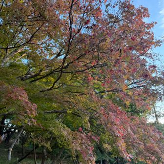 色づき🍁