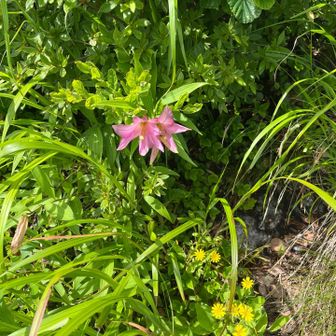花に詳しくないけどヒメサユリなのかな❓