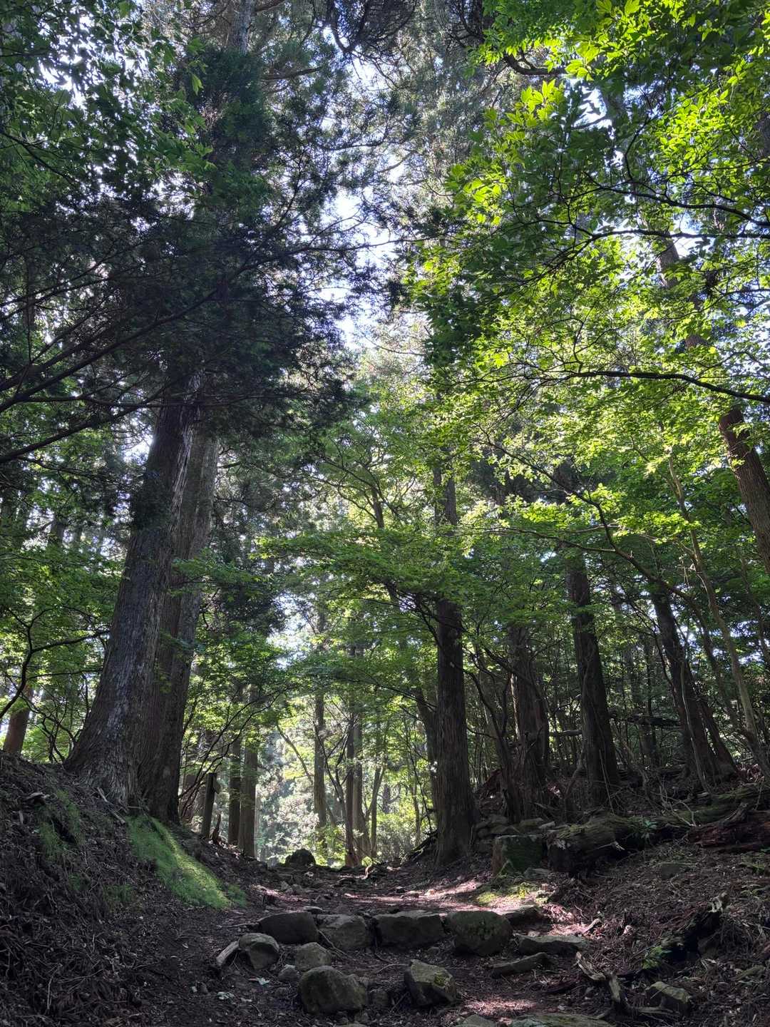 中宮手前から緩やかになります
緑の木々が素晴らしい👍