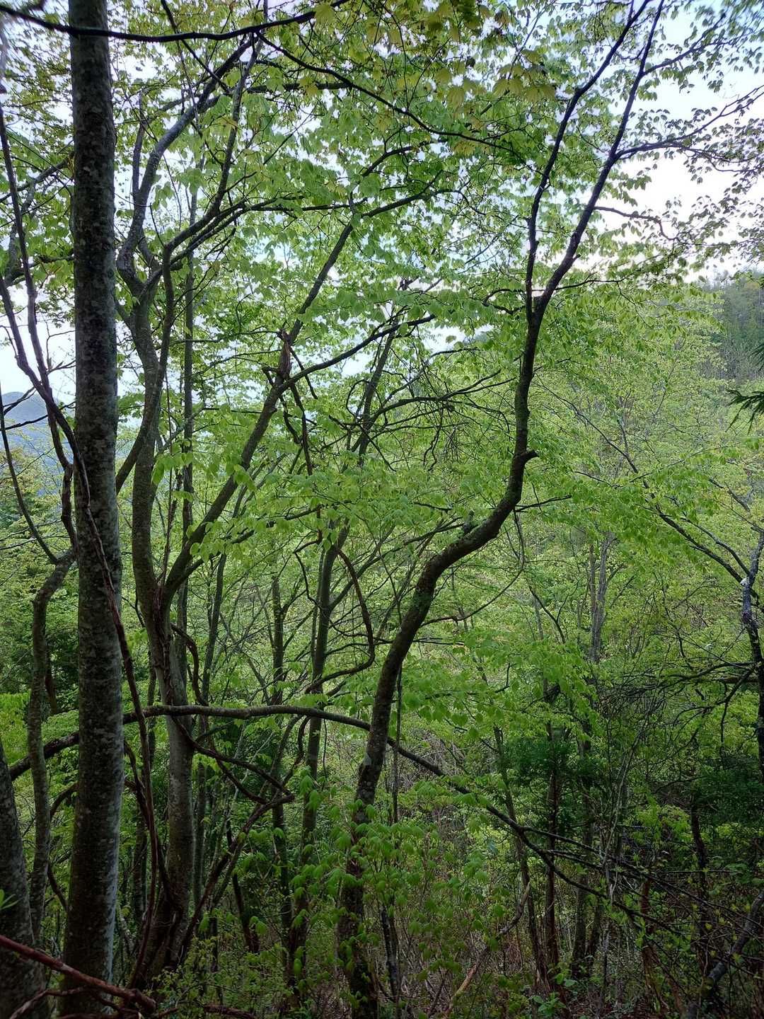 嶽原登山口-白鷹山 往復コースの写真