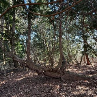 山頂見渡しても、、、いないから、下山😛