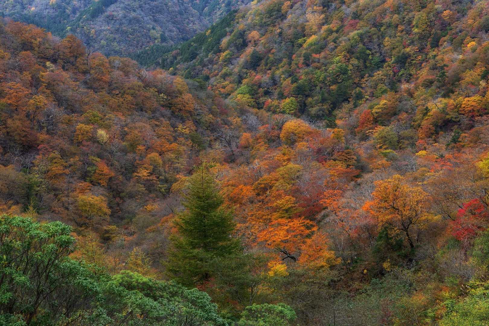焼山登山口バス停-焼山-姫次-蛭ヶ岳-鬼ヶ岩ノ頭-不動ノ峰 縦走コースの写真