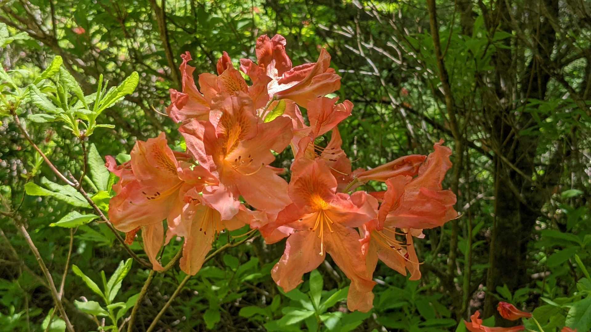 ツツジが出迎えてくれました🌺