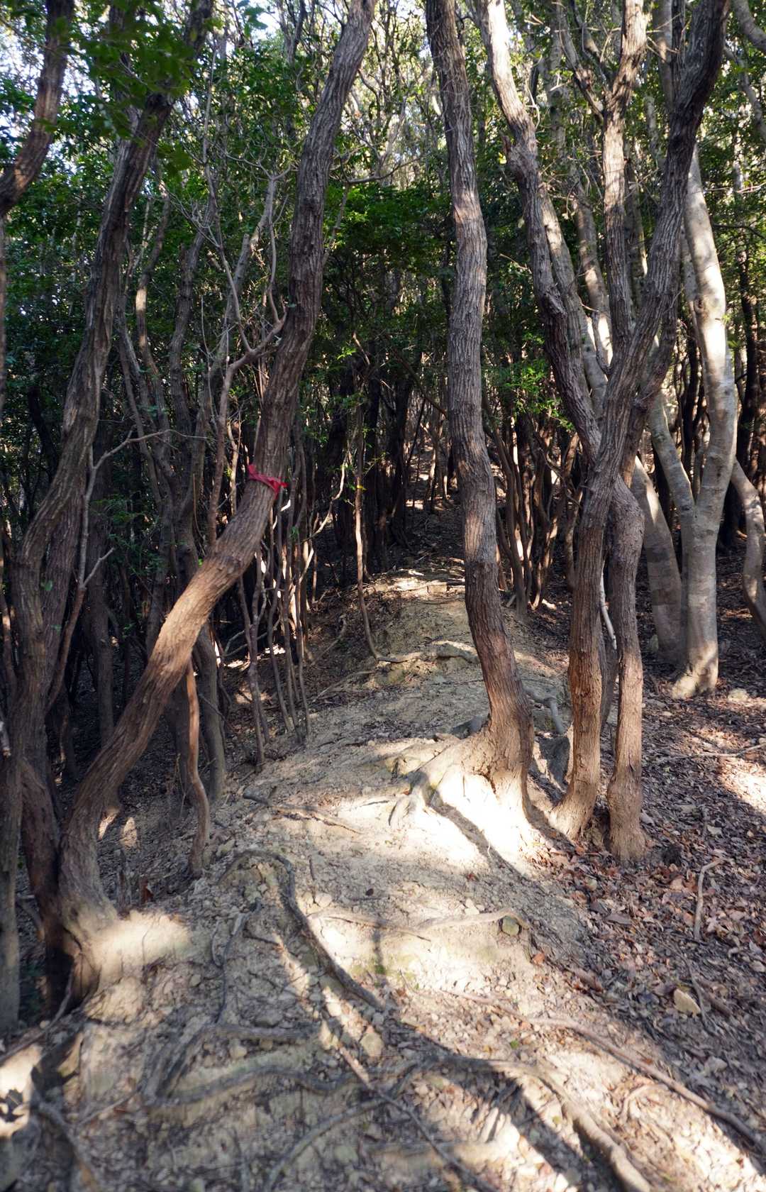 飯盛山-長者ヶ峰 往復コースの写真
