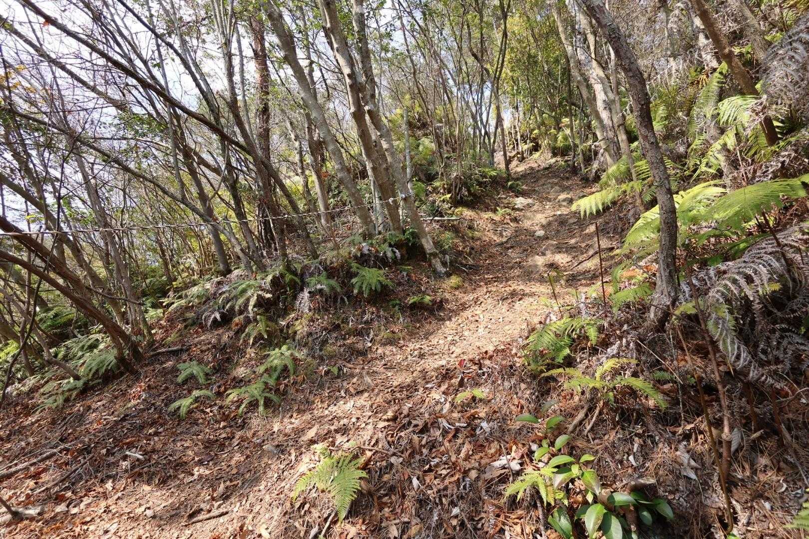 七種薬師-十字峰-岩ヶ谷山 往復コースの写真