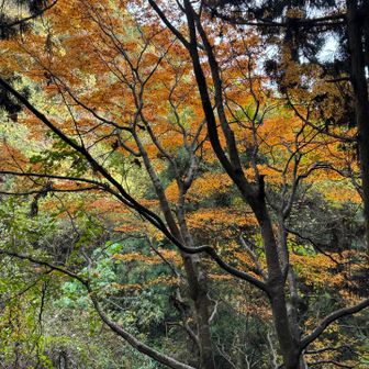 山頂は紅葉散り果て
麓もそろそろ終わり
