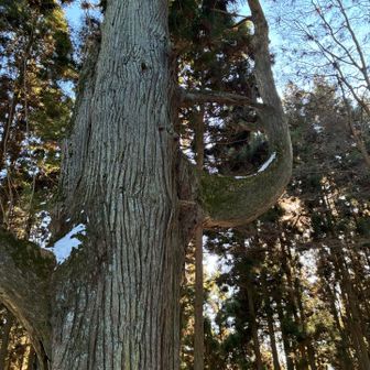 御神木✨天狗さまも腰掛けたでしょ
