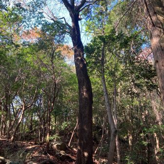 存在感あった木🪾