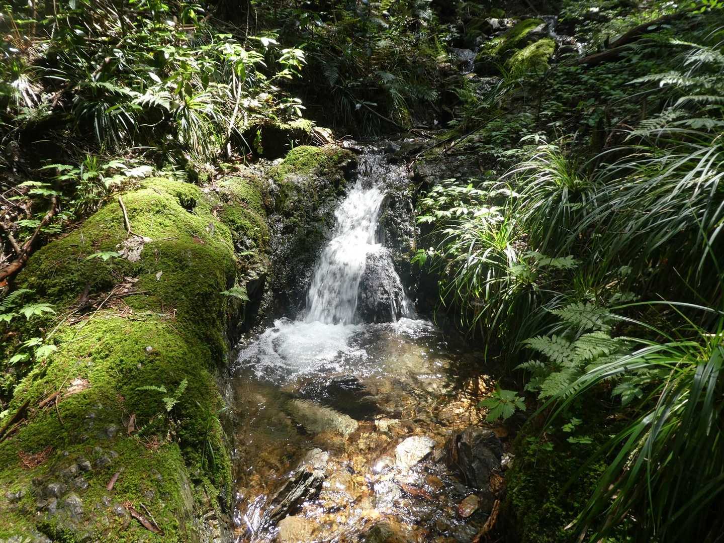 沢沿いの林道