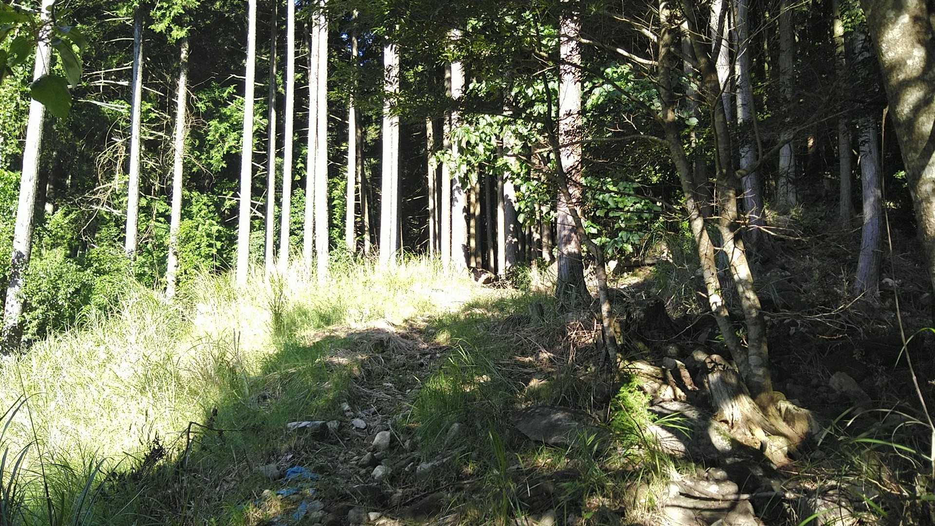 すぐ山道に