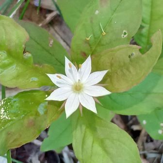 高山植物のツマトリソウ。
サンカヨウ探していたら見つけました。