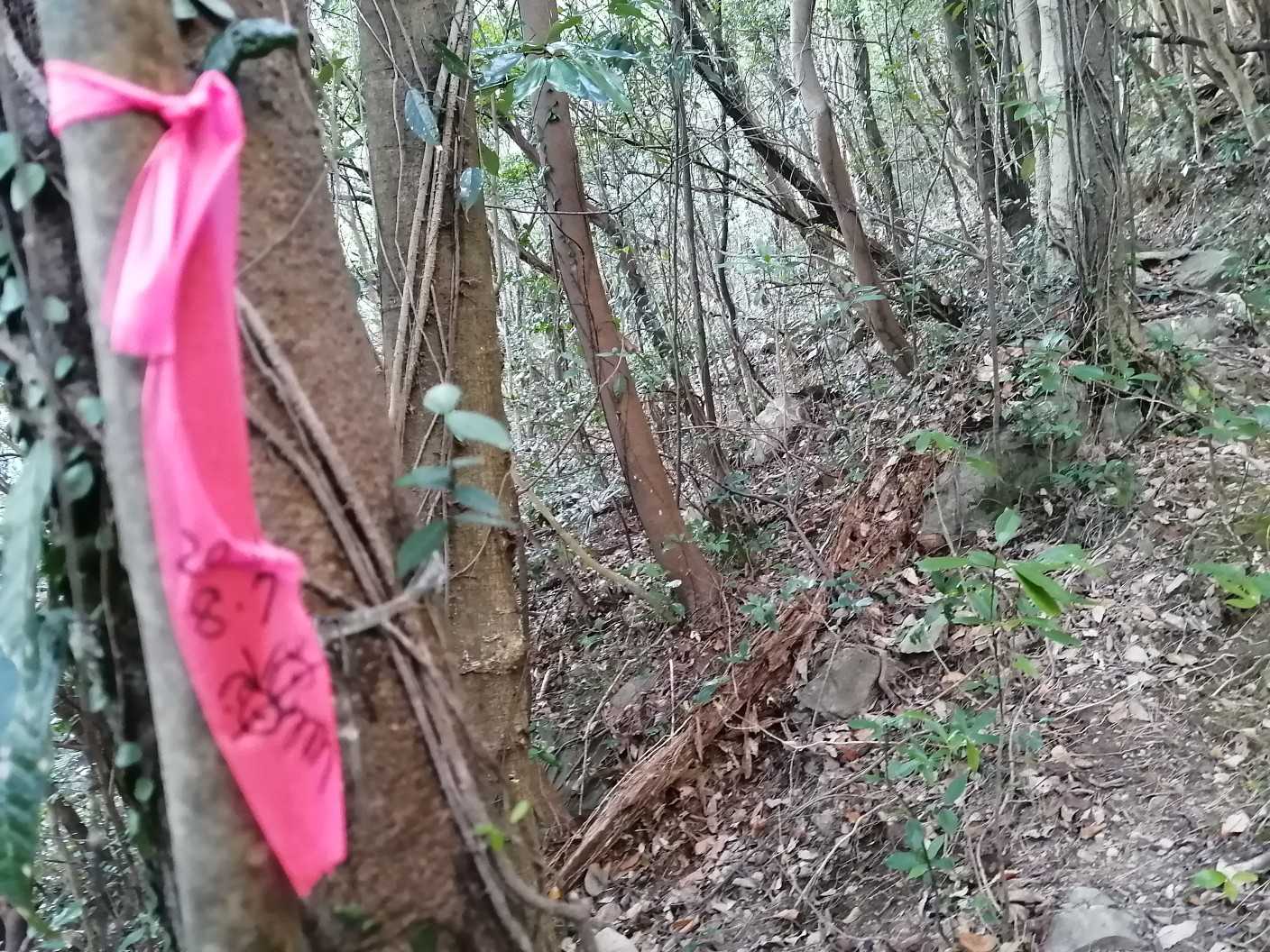 ⬆️いつも見るゲバゲバピーのビンクテープ😳