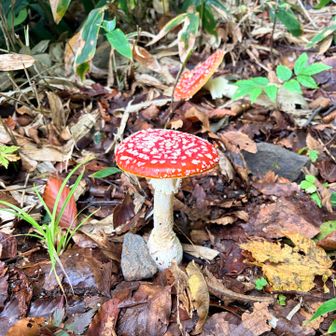 早速🍄