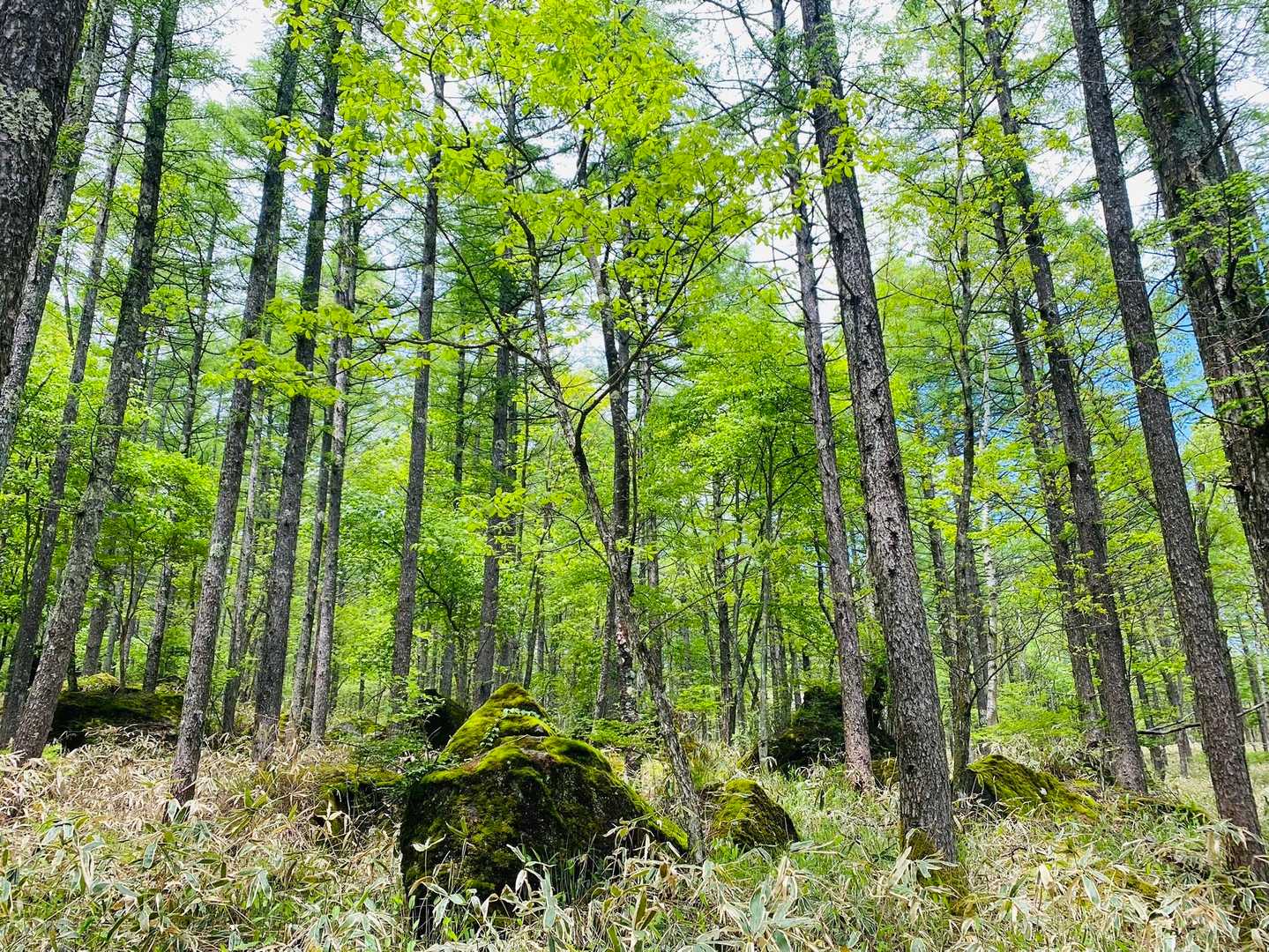 羽衣の池に向かう途中
石に苔が生えている　八ヶ岳っぽい