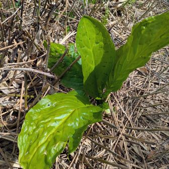 こつぶり山を少し下った所に水芭蕉の群生地があるのですが、ご覧の通り😢　もう少し奥の方まで進んで調べてみようかな〜と思いましたが止めました…　もし咲いてるのがあったりしてたら大ショック😱です…