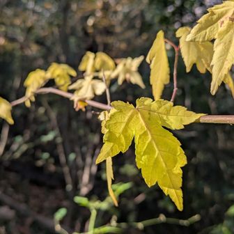 コゴメウツギ。