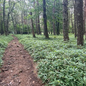 観音平に近づくと笹の登山道