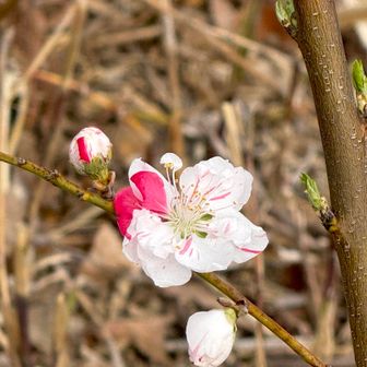                         今日のお目当ての花桃

           まだ小さな木なのに可愛く咲いてた☺️
