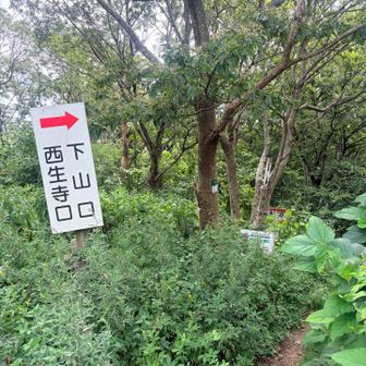 ここからは藪漕ぎがところどころありました