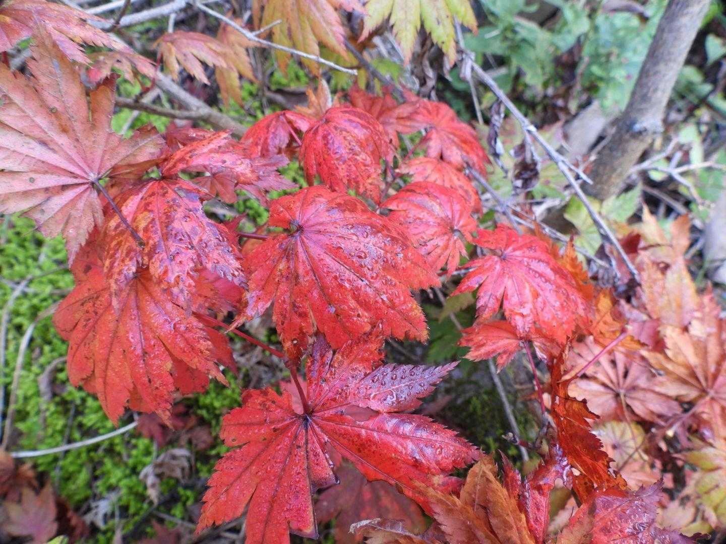 カエデも紅葉🍁