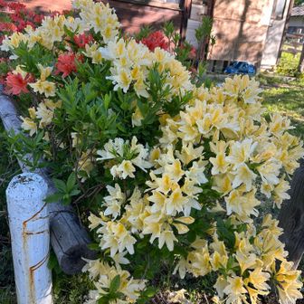 入口に素敵な色のツツジ