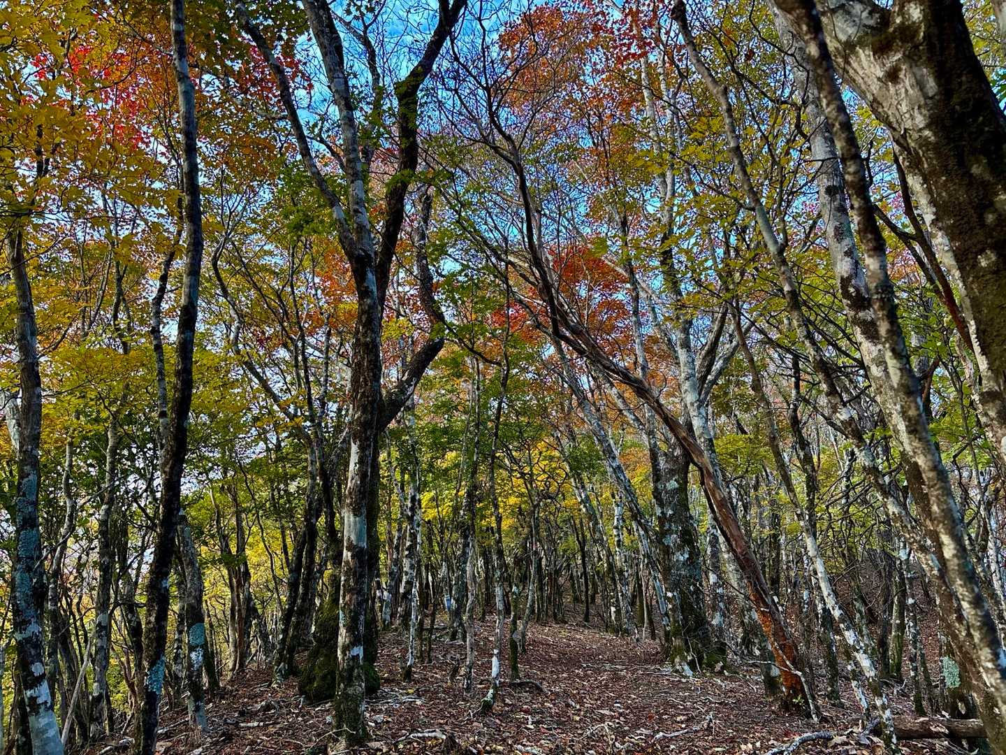 一本ブナの峰への稜線の雰囲気が好き❤️